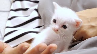 This is a report about a small white kitten [please watch with subtitles]