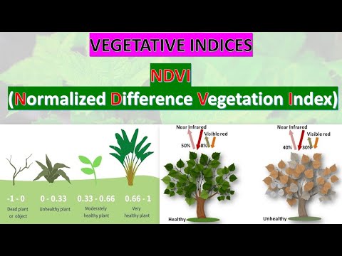 NDVI - NORMALIZED