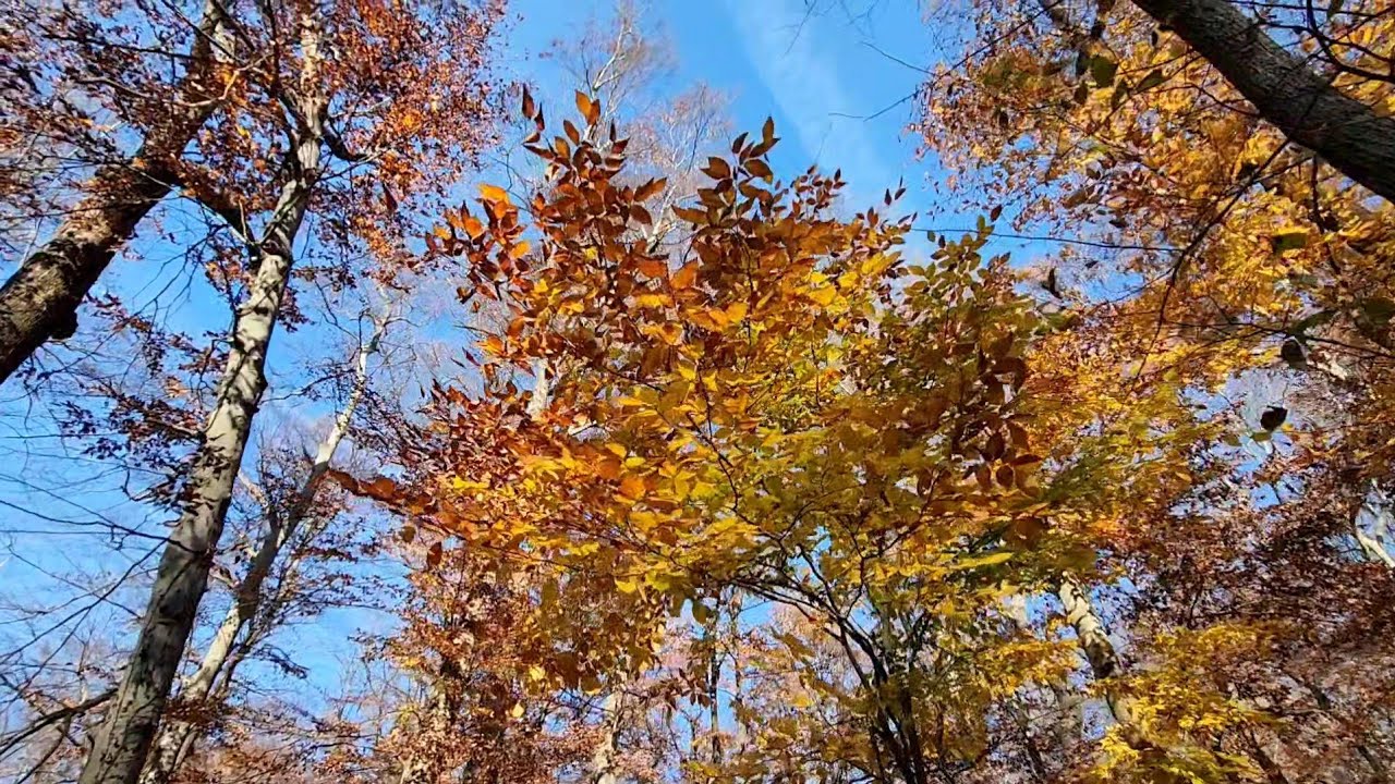 Druid Hill Park Past Peak Autumn Foliage
