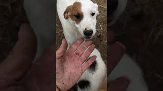 March 2019 Homeless Ready to Adopt Clay Count TN Dog by CLAY COUNTY DOG RESCUE CELINA TENNESSEE 177 views 5 years ago 2 minutes, 29 seconds