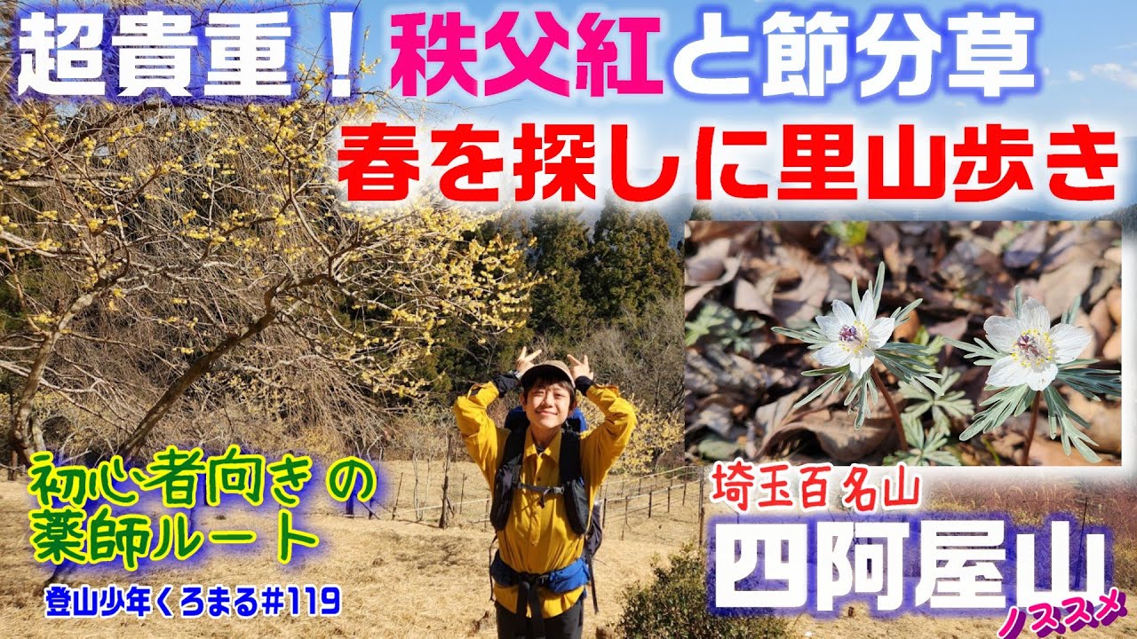 【２月～３月に行ってほしい山】貴重！節分草・秩父紅・ロウバイの花のコラボが見られる四阿屋山！魅力たっぷりの里山歩き！