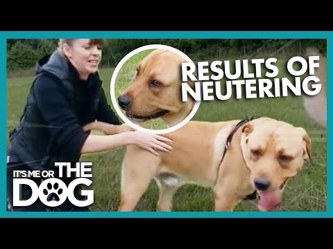 Video: Kiek ilgai šuniukas teetingas?