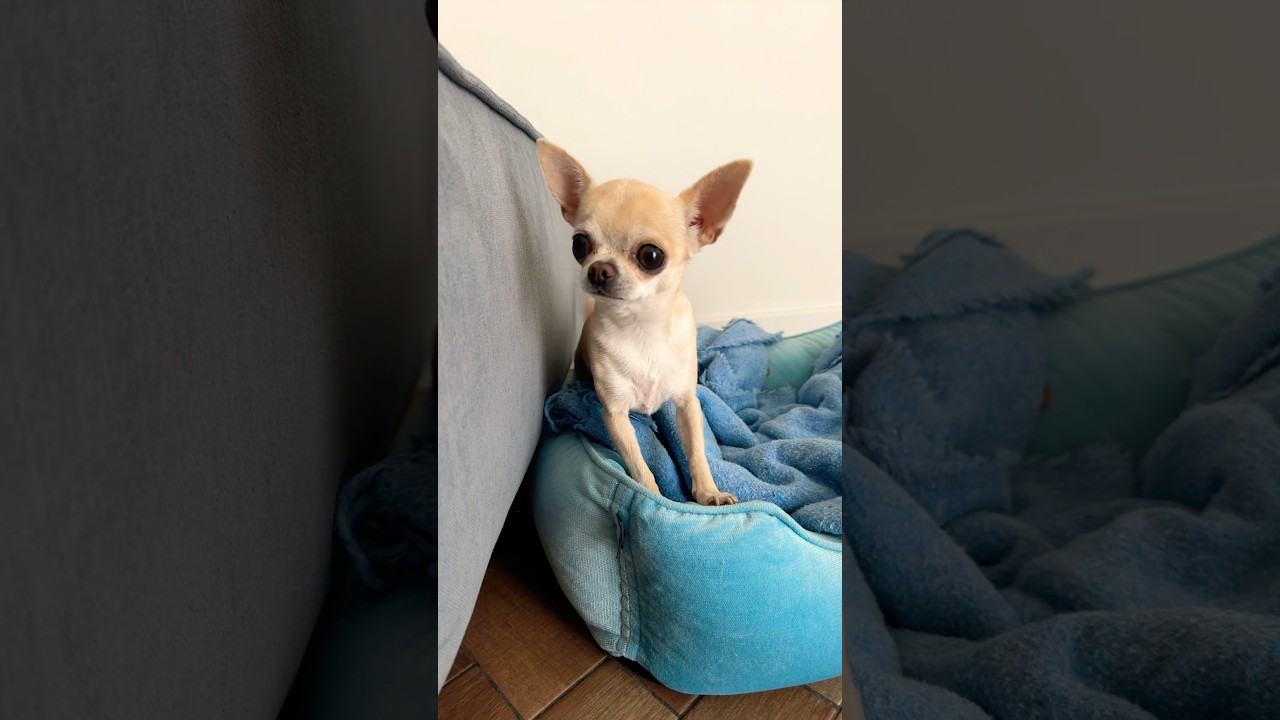 🟢 Tiny dog. Big heart. Just wants a buddy. 