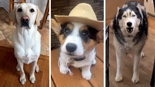 Ultimate Funny Dogs Videos! 🐶 Most Viral DOGS on the internet! 🐶 by Fluppy 64,903 views 1 year ago 9 minutes, 38 seconds