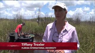 Florida’s Everglades face new invasive threat: rising sea levels