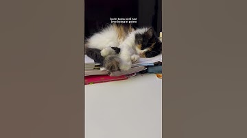 Are you introverted or extroverted? #cats #catlover #shorts