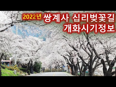 시기 벚꽃 2022 년 개화 2022년 벚꽃개화시기