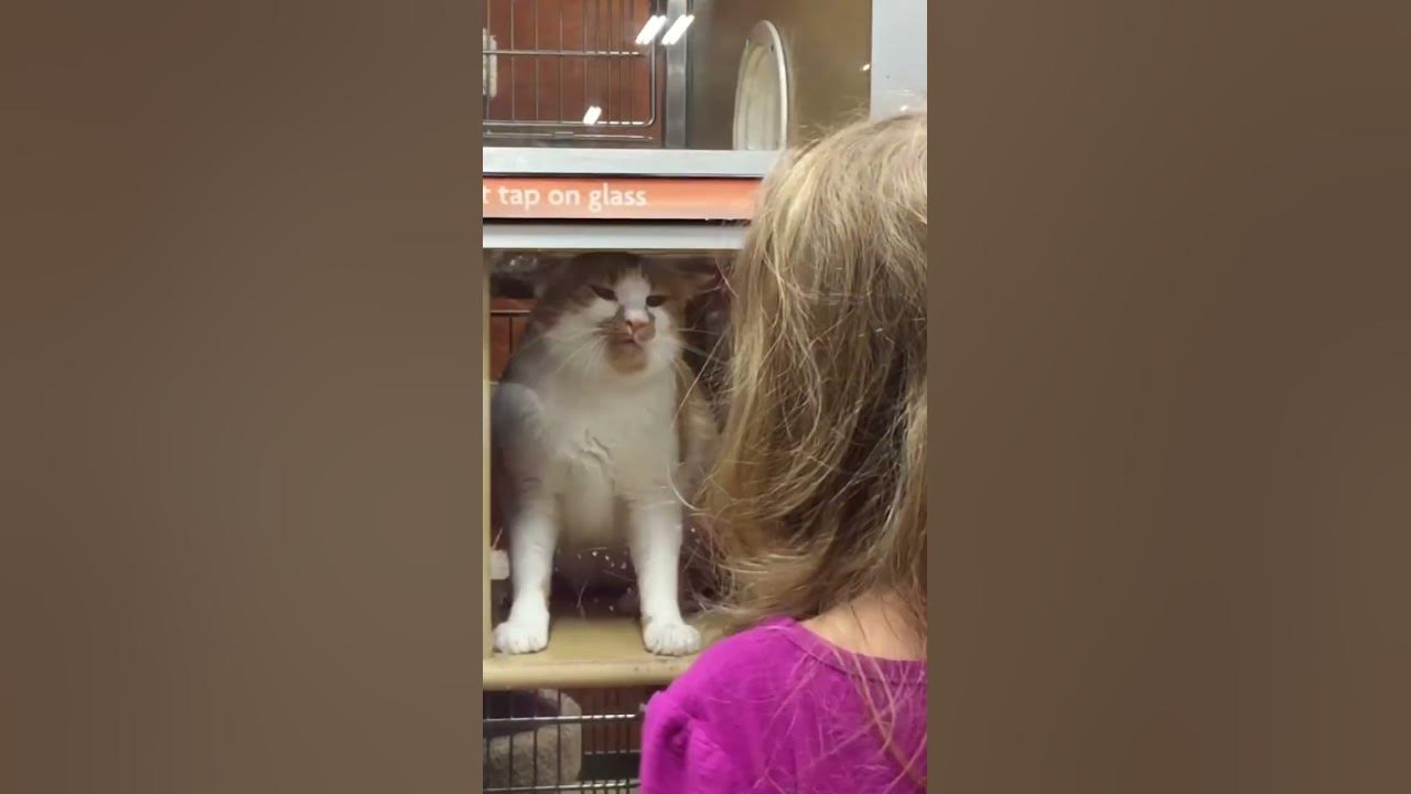 do-not-adopt-this-cat-youtube