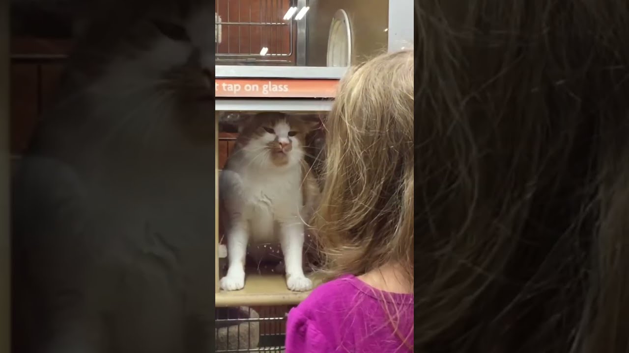 Do NOT Adopt This Cat YouTube Do NOT Adopt This Cat YouTube