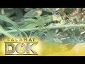 Salamat Dok: Health benefits of makahiya leaves