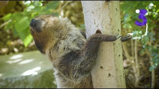 5 Facts with Jeremiah: Two-toed sloth