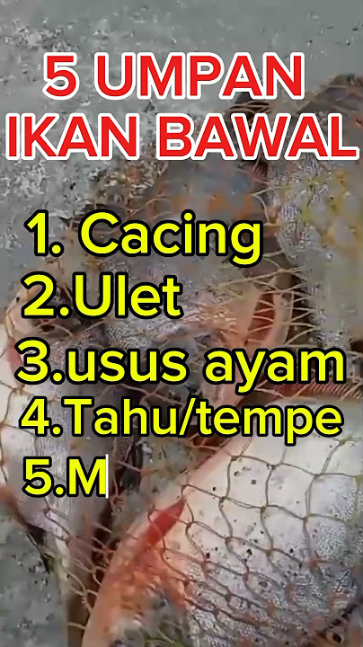 5 umpan  ikan Bawal jitu