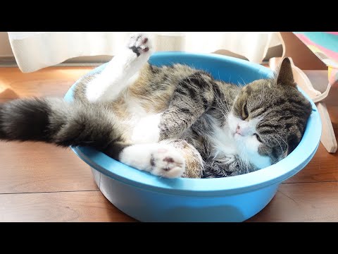 風鈴とタライに入ったねこ。-Wind bell and Tub Maru.-