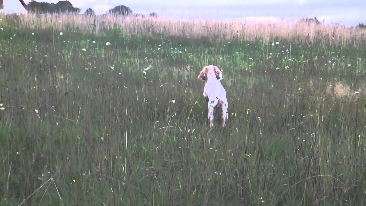 Setter (joyce) 4 mois sur pigeon