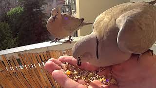 COMMENT APPRIVOISER DES OISEAUX SAUVAGES ? (incroyablement doux et mignons !)