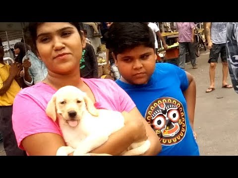 puppy paradise Sister & Brother Get Their First Puppy At Galiff Street