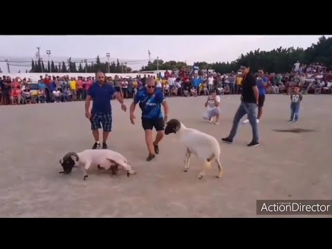 الغرام و شيخة