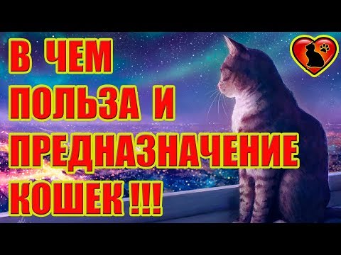 Так вот в чем Польза и Предназначение Кошек!