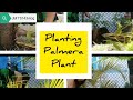 My diy planting of areca palm plant or palmera