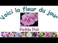 Petite Pat, La fleur du jour de ma collection de plantes violettes africaines
