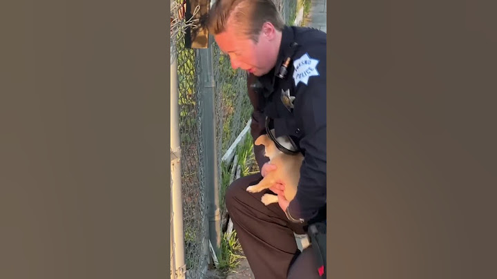 Puppy rescued after found with head stuck in gate