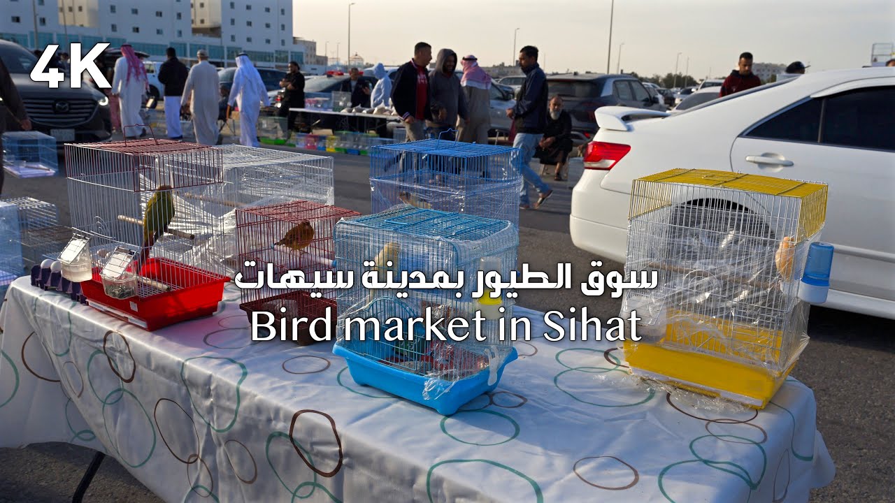 سوق الجمعة للطيور والحيونات بسيهات  4K   Friday market for birds and animals in Bihat