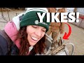 Check out these OVERGROWN HOOVES! (How we care for sheep feet): Vlog 243