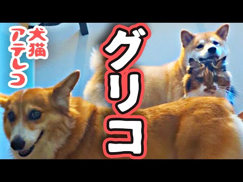 【犬猫アテレコ】階段でなんかやってた&タワシ