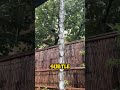 Japan’s Elegant Rainwater Solution