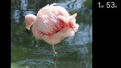 Daily Drawing Session: Image References, Flamingos, 2-10 min. Poses