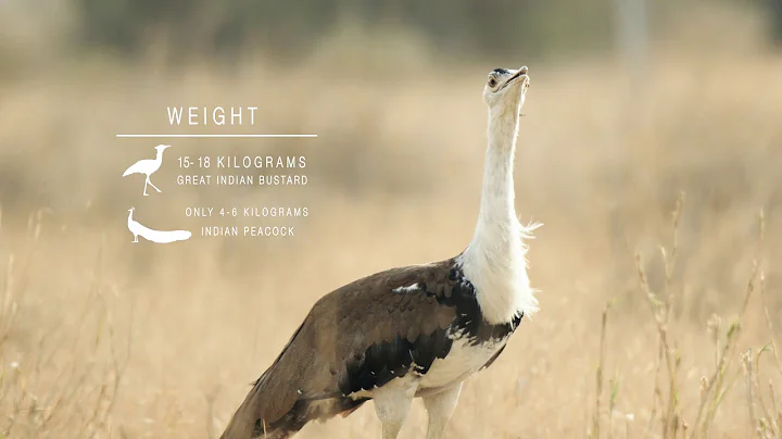 Great Indian Bustard - On The Brink