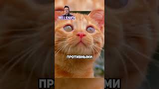 Котёнок учится выживать😰 #фильм #сериал