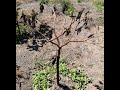What Causes Mature Tree Tomatoes Trees To Dry Up A Look At Dieback And Botrytis In Tree Tomatoes What Causes Mature Tree Tomatoes Trees To Dry Up A Look At Dieback And Botrytis In Tree Tomatoes
