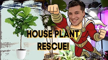 Fiddle Leaf Fig Rescue! How to REVIVE a Ficus Lyrata