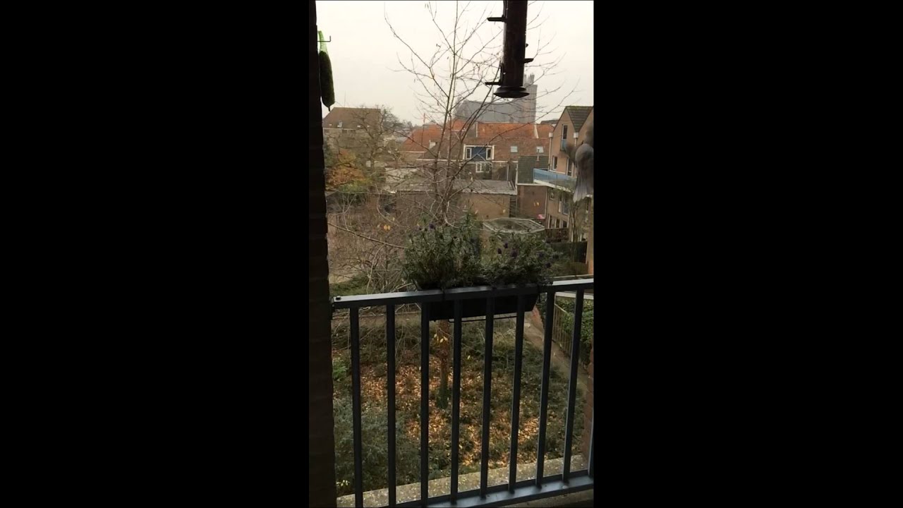 Duiven op balkon - YouTube