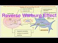 Reverse Warburg Effect/Two Compartment Metabolic Coupling/Metabolic Reprogramming in Cancel Cells