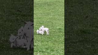 Spring Lambs playing in Milnthorpe Cumbria #Short