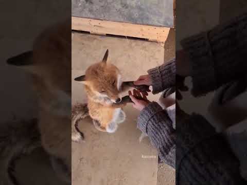 Vídeo: Você pode treinar uma raposa como um cachorro?