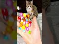 Beads🙀💯 Satisfying CatASMR ReverseMagic#shorts #cat #asmr #beads #satisfying