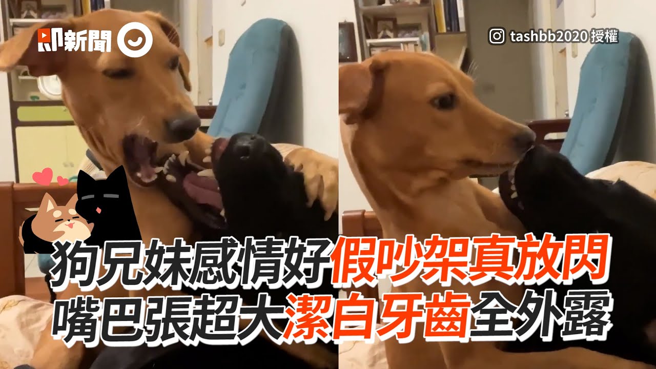 狗兄妹假吵架真放閃 張大嘴 糾纏緊擁 米克斯犬 打鬧 喇舌 精選影片 Youtube