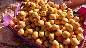 Peaceful Hawthorn Harvest | Shaking the Tree and Gathering Red Fruit 🍂