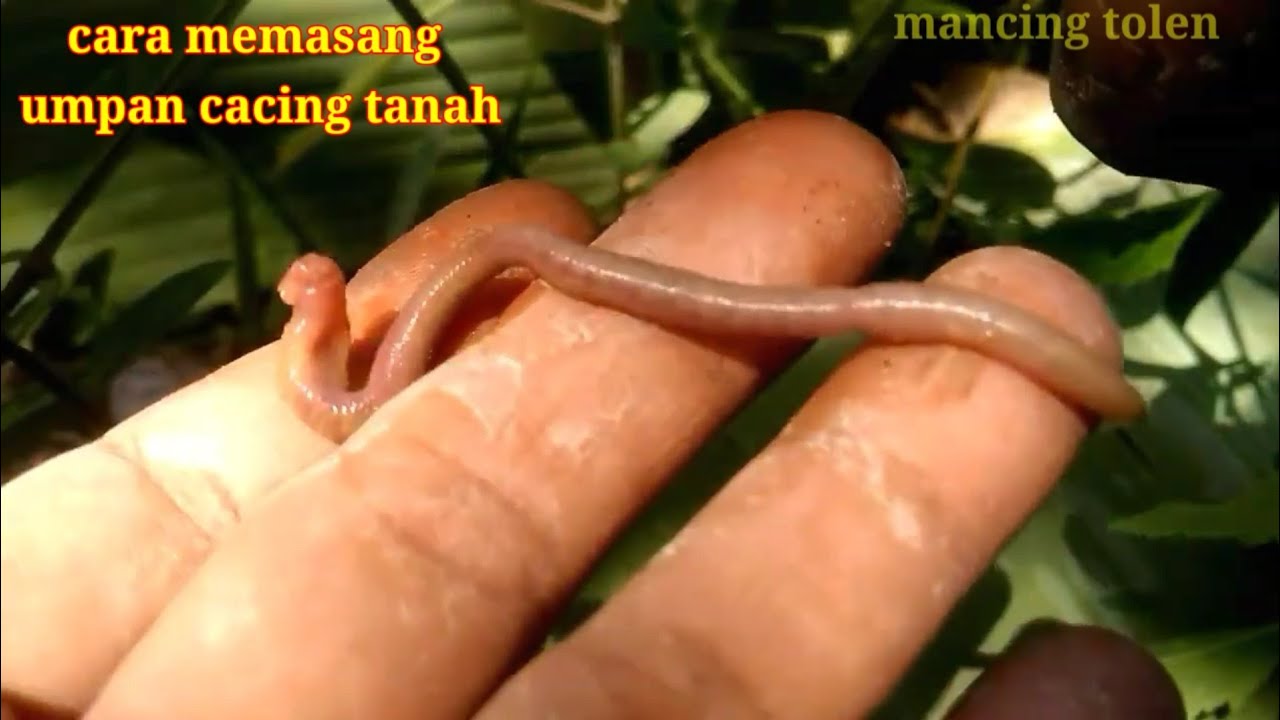 image.title Teknik Jitu: Mancing Sukses Dengan Cacing Tanah