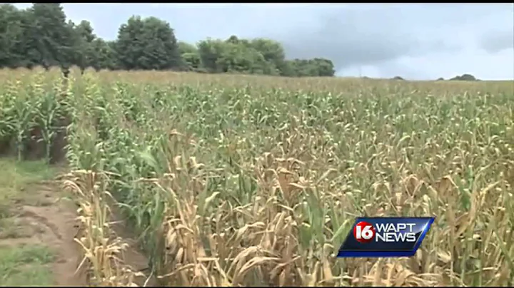 Wild Hogs a Nuisance in Mississippi