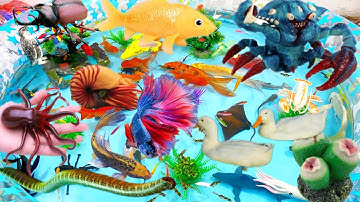 Sinh Vật Biển,Cá Mập,Cá Đuối,Cá Heo,Sứa,Ốc Mượn Hồn,Cá Nhỏ,Tôm Hùm,Vịt,Chim Cánh Cụt,Bạch Tuộc#fish