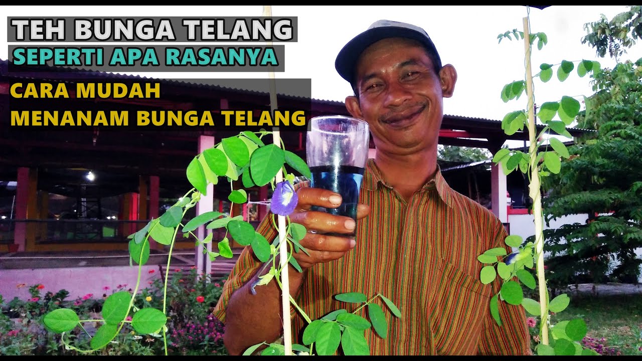 Cara Sederhana Budidaya Teh bunga Telang di Pot 