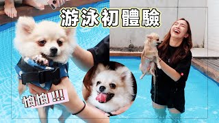 【游泳初體驗】狗狗嚇得全身發抖 | 米米VLOG