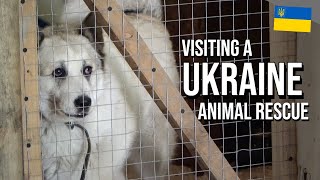 Visiting a Ukrainian Animal Shelter | Lviv, Ukraine