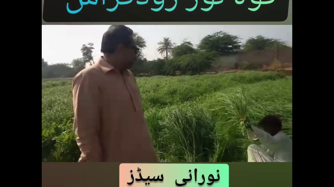 Rhodes Grass Mirpurkhas Sindh Pakistan| روڈھ گراس کی کاشت |How to grow Rhodes Grass|Agriculture tech