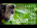 Teaser the kingdom of lion tailed macaque