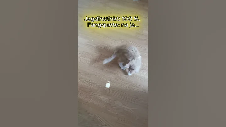 Video 10414921: baby maine coon